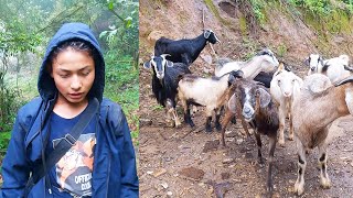 Adhiraj herding goat in Jungle II Shephards life NepalpastorallifeofnepalManjitamrnati [upl. by Badger217]