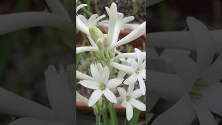 RajnigandhaTuberose Flowering Tips  rajnigandhaflower tuberose shorts floweringtips gtgarden [upl. by Etnahsa184]