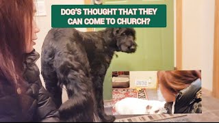 Dogs Thought That They Can Come To Church shortsviral satisfyingvideo [upl. by Emmott]