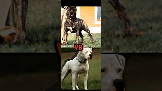 AMERICAN BULLDOG VS BOERBOELWOLF DOG BANDOGGE BRAZILIAN MASTIFFTOP 10 BANNED DOG BREED [upl. by Hedi]