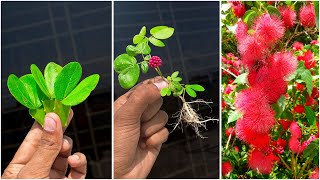 Best amp simple way to grow calliandra plant at home  Best technic for gardening [upl. by Aramoj]