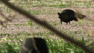 CLOSING THE DISTANCE on a BIG GOBBLER [upl. by Mutz]