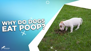 Why Do Dogs Eat Poop [upl. by Anthia]