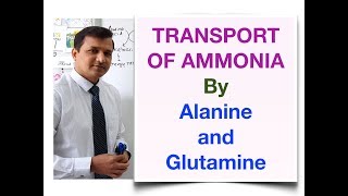 Transport of Ammonia by Alanine and Glutamine [upl. by Brose80]