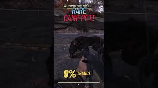 Just found a super rare camp pet in Fallout 76 [upl. by Lam]