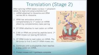 A2 Edexcel Biology Unit 4  Protein Synthesis PCR Gel Electrophoresis and DNA profiling [upl. by Singh233]