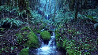 Relaxing Rain Noise  Forest Stream 🌧️ Water Sounds for Sleeping [upl. by Ynove939]