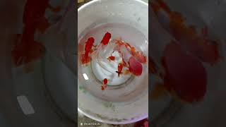 RED CAP ORANDA amp GOLDFISH MIX redcapgoldfish goldfish [upl. by Alek]