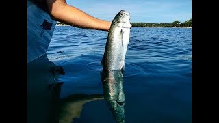 BLUEFISH  live bait trolingpanula za strijelku [upl. by Arualana]