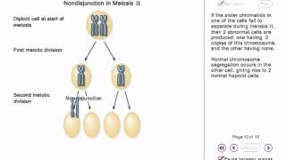 Chromosome Nondisjunction Animation [upl. by Balliol6]