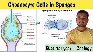 Choanocyte cells in sponges  Structure of choanocytes  Canal system of sponges  कीप कोशिकाएं [upl. by Hasty129]