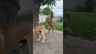 Dog jumps up and grabs onto the rope and takes a swing [upl. by Inkster]