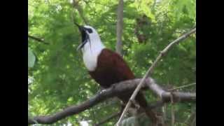 Araponga tricaronculé ThreeWattled Bellbird au Costa Rica [upl. by Meris528]