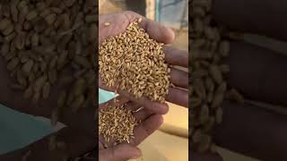 Red wheat super wheat wheat vs rice best quality wheat flour supportme attachaki [upl. by Ardath66]