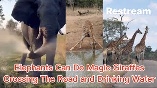 Elephants Can Do Magic Giraffes Crossing the Road and Drinking Water [upl. by Delbert]