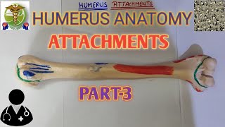 Humerus Attachments Humerus Anatomy Easy explanation [upl. by Ynnel]