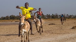 DONKEY RACE IN JAMAICA [upl. by Gabrielson727]