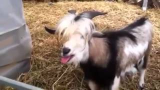 FUNNY VIDEO Goat talks like a chicken Must watch [upl. by Ume]