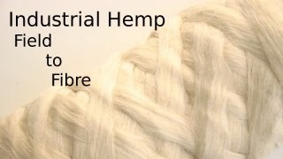 Processing Hemp from the field to textile fibre [upl. by Htabazile]