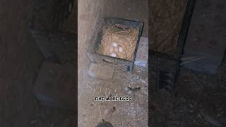 How Many Eggs From My 50 Chickens chickeneggs [upl. by Bratton]