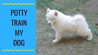 How Do I Potty Train My Samoyed [upl. by Bartlett]