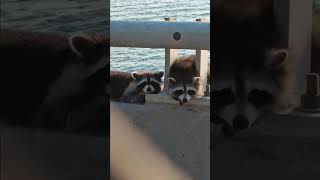 Raccoons on the North Channel Bridge raccoons northchannel crossbay wildlife cute outdoors [upl. by Enibas]