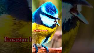 Eurasian blue titbirds birdsounds likesadia animalfacts nature [upl. by Jacobs]