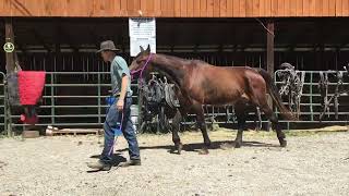 Sold 151h branded standardbred mare 850 Deadline 42924 [upl. by Nykal302]