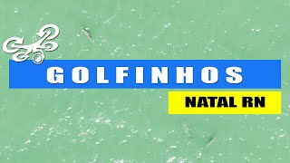 PARNAMIRIM RN Golfinhos na praia de Cotovelos  DRONE 4k [upl. by Nuyh]