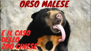 Lorso malese e il caso dello zoo cinese [upl. by Alsworth]