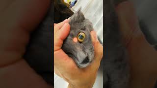 See Spot Cat Eye  1 Min Vet [upl. by Airak]