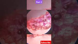 Stomata biology plants ncert ncertbiology science practical neet class12th class10 [upl. by Coraline]