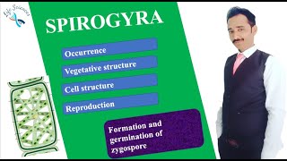 Formation and germination of zygospore in Spirogyra [upl. by Bogart]