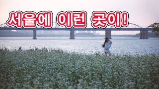 ❤️10월은 메밀꽃❤️ 서래섬에 가을이 오면🚗반포한강공원🚗가을 지하철 여행 여긴 꼭 가야해 세빛섬과 무지개분수는 덤 서울데이트코스 도보여행 Seoul hot place [upl. by Anina]