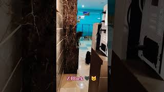 Z black Persian cat 🐈😺 🥰👉rahulpets shorts diwali cat rahulpets [upl. by Eibbil]