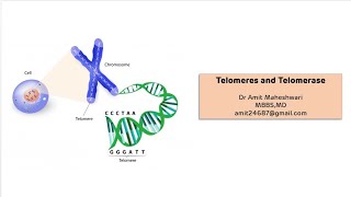 Telomeres and Telomerase  End Replication Problem in Eukaryotes [upl. by Seline]