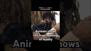 Animals shoes meaning of loyalty [upl. by Tchao]