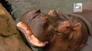 Hippo Fionas Mom Bibi Turns 20  Cincinnati Zoo [upl. by Yrred]