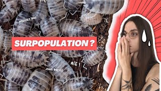 Cloportes  comment gérer la SURPOPULATION [upl. by Reace967]