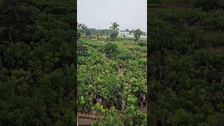 Nursery view Greenery in Rain  kanaka Durga Nursery  Nature world  Green life kadiyam rain [upl. by Nalaf]