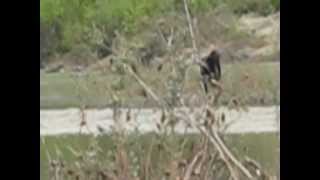 Sasquatch seen in Alberta Canada 1 [upl. by Christiane996]