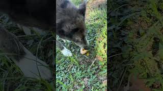 My dog loves raw eggs [upl. by Forster]