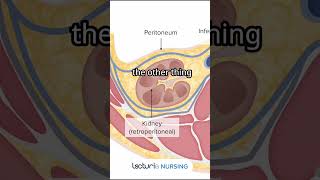 Kidney Location Do Your Kidneys Touch Your Intestines 🤔 nclexrn nclexstudyguide [upl. by Alidus]