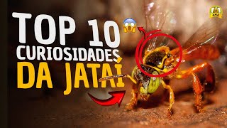 TOP 10 CURIOSIDADES da abelha JATAÍ 🐝 [upl. by Tloh]