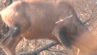 Motsomi Safaris Bow Hunting Red Hartebeest Kembel [upl. by Kcinemod]