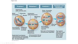 Bio121 Lecture 24 Meiosis and Heredity [upl. by Alexio]