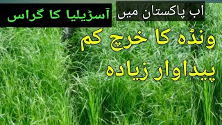 DrKhalidchannel Rye grass new model of inter crop with alfalfa 4 year fodder for 12 month [upl. by Ylla]