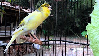 The Best Canary Training Yellow Canary Singing [upl. by Aillicsirp]