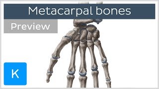 Metacarpal Bones of the Hand preview  Human Anatomy  Kenhub [upl. by Tevlev]