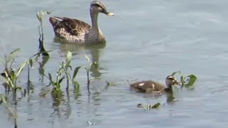 Spotbilled duck🥰Mom playing with its juvenile 🤗Pawana river Pune💯pls subscribe🙏 [upl. by Mitch]